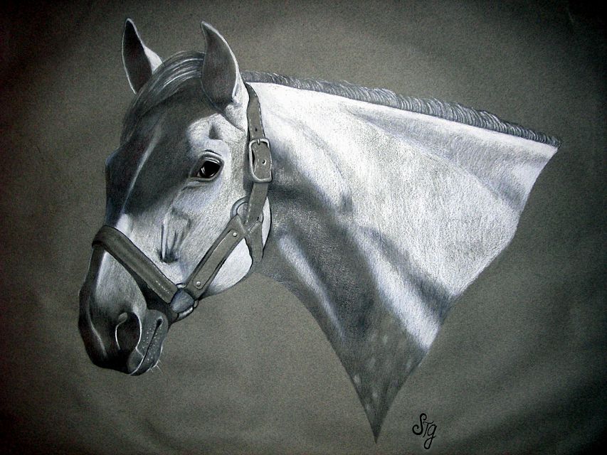 Equine Art and Pet Portraits Commissions